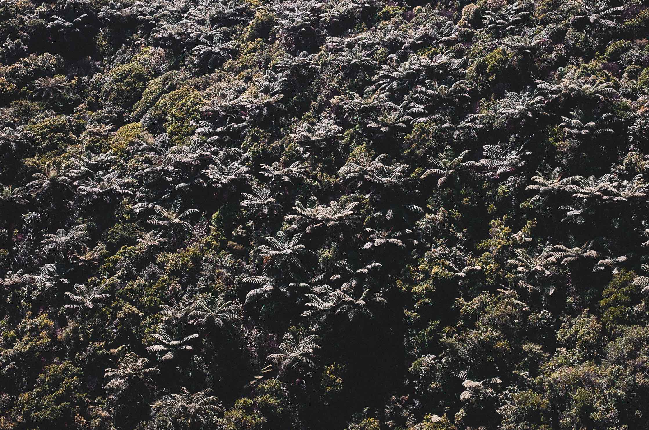 Native New Zealand bush